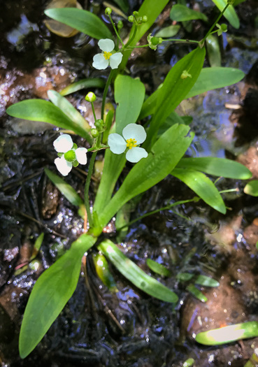 Sagittaria fasciculata, Bunched Arrowhead