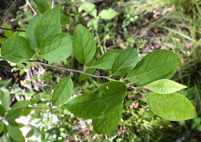 image of Ilex verticillata, Downy Winterberry, "Black Alder"