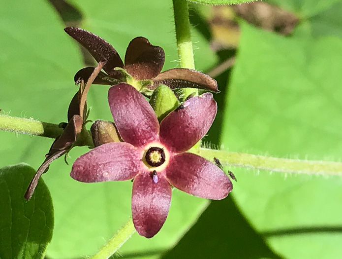 image of Matelea carolinensis, Carolina Spinypod, Climbing Milkweed, Climbing Milkvine, Maroon Carolina Milkvine