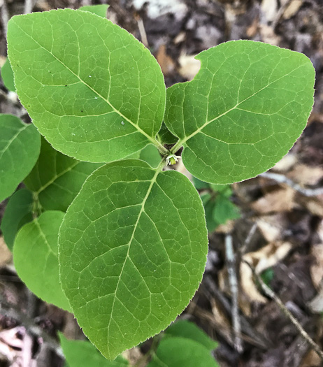 image of Ilex ambigua, Carolina Holly