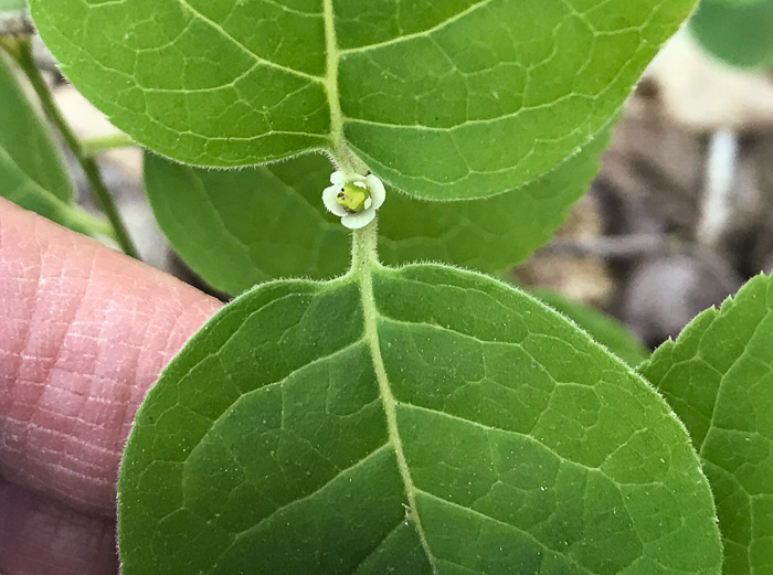 image of Ilex ambigua, Carolina Holly