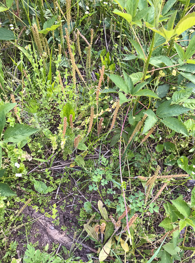 image of Plantago virginica, Virginia Plantain, Southern Plantain, Paleseed Plantain, Hoary Plantain