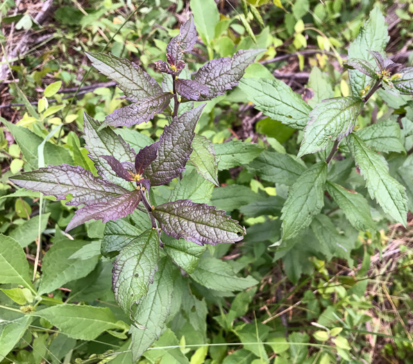 image of Solidago rugosa var. celtidifolia, Hackberry-leaf Goldenrod