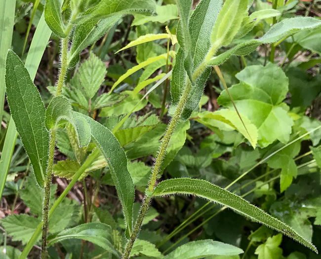 image of Rudbeckia hirta var. hirta, Woodland Black-eyed Susan