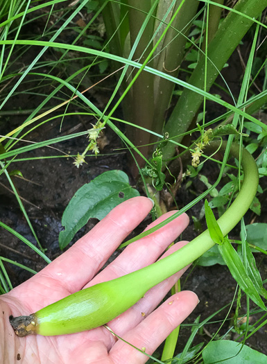 image of Peltandra virginica, Green Arrow-arum, Tuckahoe