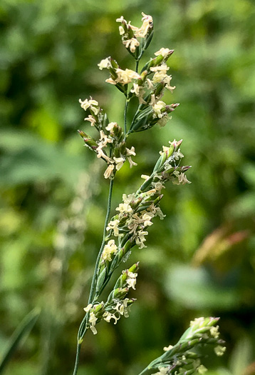 image of Poa compressa, Canada Bluegrass, Flat-stemmed Bluegrass