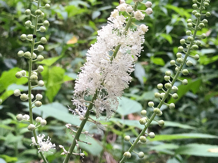 image of Actaea racemosa, Common Black Cohosh, Early Black Cohosh, Black Snakeroot, black bugbane