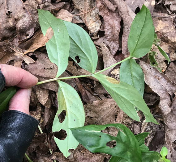 image of Stellaria pubera, Star Chickweed, Giant Chickweed, Great Chickweed, Common Starwort