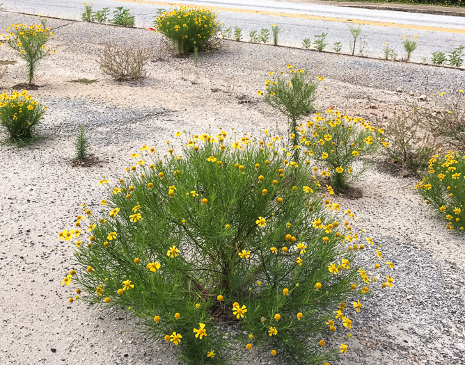 image of Helenium amarum, Bitterweed, Yellow Sneezeweed, Bitter Sneezeweed