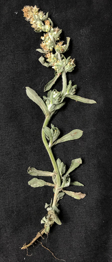 image of Gamochaeta calviceps, Narrowleaf Cudweed, Narrowleaf Purple Everlasting