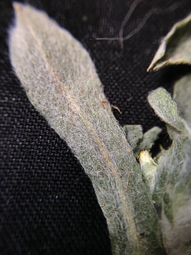 image of Gamochaeta calviceps, Narrowleaf Cudweed, Narrowleaf Purple Everlasting