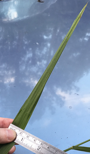 image of Bromus pubescens, Hairy Woodland Brome, Common Eastern Brome, Canada Brome