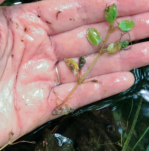 image of Potamogeton diversifolius, Common Snailseed Pondweed, Waterthread Pondweed