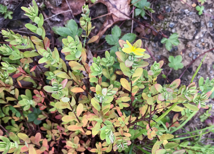 image of Hypericum stragulum, Straggling St. Johnswort, Low St. Johnswort, Creeping St. Andrew's Cross