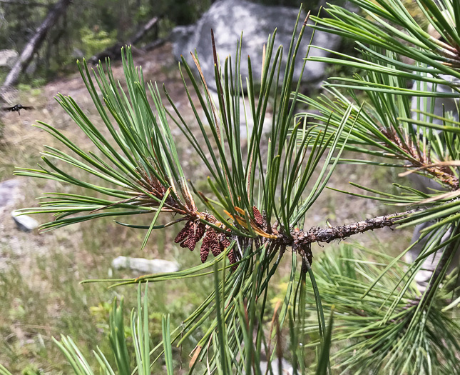 image of Pinus rigida, Pitch Pine