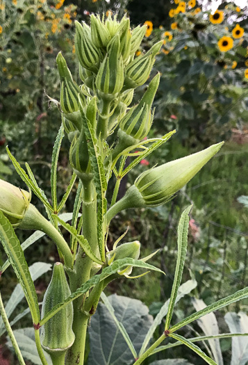 image of Abelmoschus esculentus, Okra, Gumbo