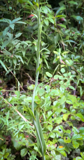 image of Platanthera ciliaris, Yellow Fringed Orchid