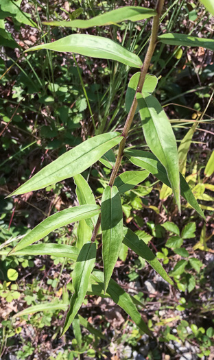 Licorice Goldenrod