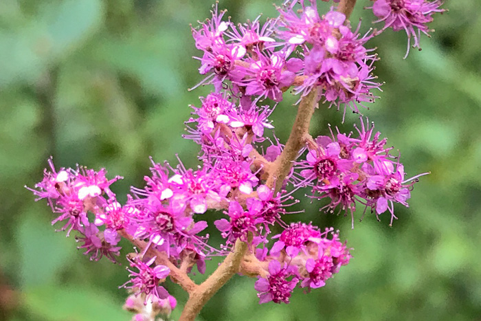 image of Spiraea tomentosa, Hardhack, Steeplebush, Rosy Meadowsweet