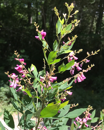 image of Lespedeza bicolor, Bicolor Lespedeza, Bicolor, Shrubby Lespedeza