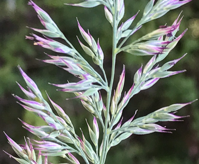 image of Greeneochloa coarctata, Nuttall's Reedgrass