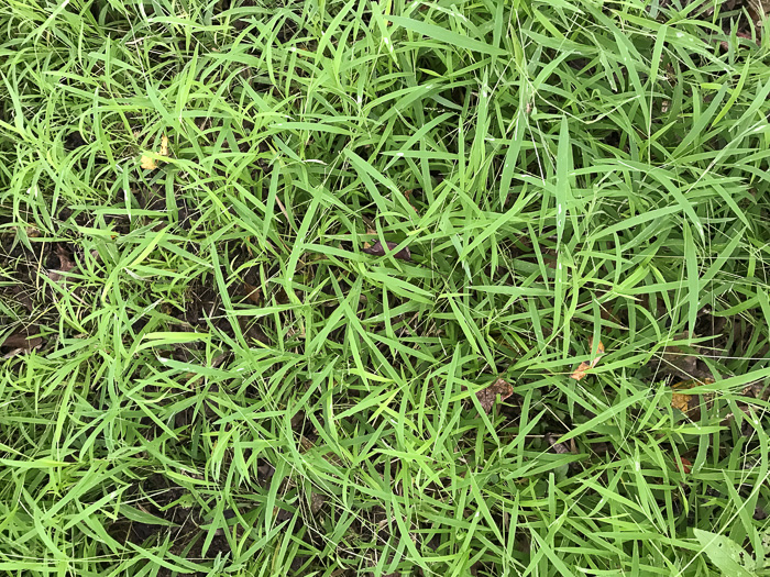 image of Leersia virginica, White Cutgrass, Whitegrass, Virginia Cutgrass