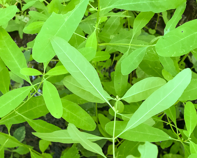 image of Triadenum walteri, Walter’s Marsh St. Johnswort, Greater Marsh St. Johnswort