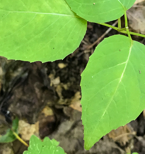 image of Circaea canadensis, Canada Enchanter's Nightshade