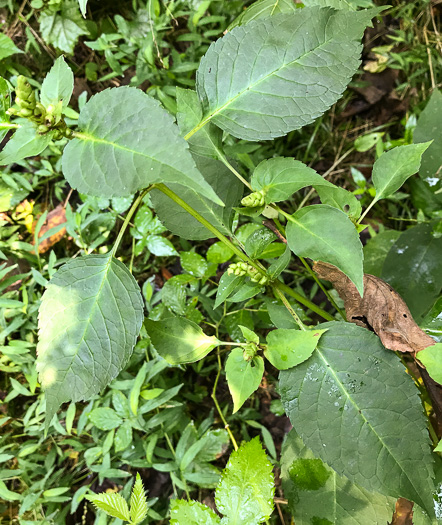 image of Chelone lyonii, Mountain Turtlehead, Pink Turtlehead, Appalachian Turtlehead