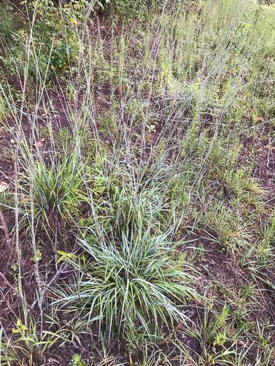 image of Andropogon ternarius, Splitbeard Bluestem, Silvery Bluestem