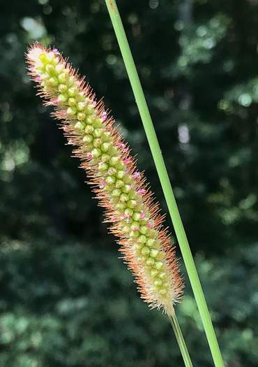 image of Setaria pumila, Yellow Foxtail