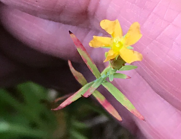 image of Hypericum drummondii, Drummond's St. Johnswort, Nits-and-lice