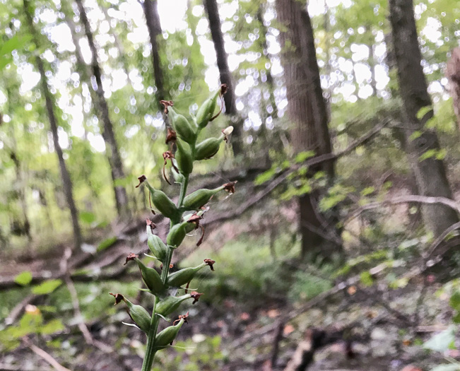 image of Platanthera clavellata, Small Green Wood Orchid, Club-spur Orchid, Woodland Orchid, Streamhead Orchid