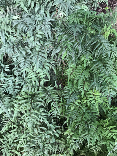 image of Anisocampium niponicum, Japanese Painted Fern