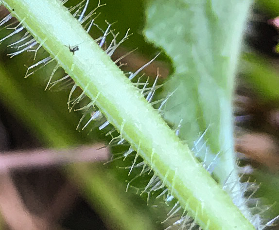 image of Physalis heterophylla, Clammy Ground-cherry