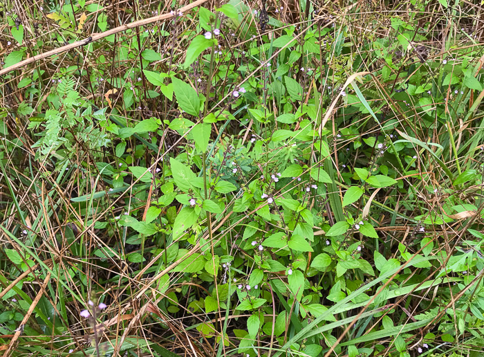 image of Mosla dianthera, Miniature Beefsteak-plant, Mosla