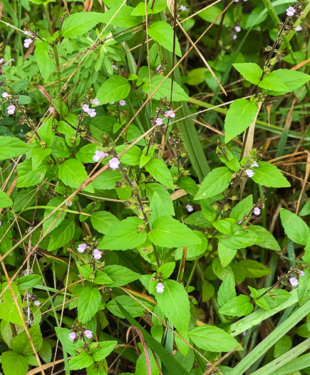 image of Mosla dianthera, Miniature Beefsteak-plant, Mosla