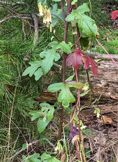 image of Nabalus serpentaria, Lion's-foot Rattlesnake-root, Gall-of-the-Earth