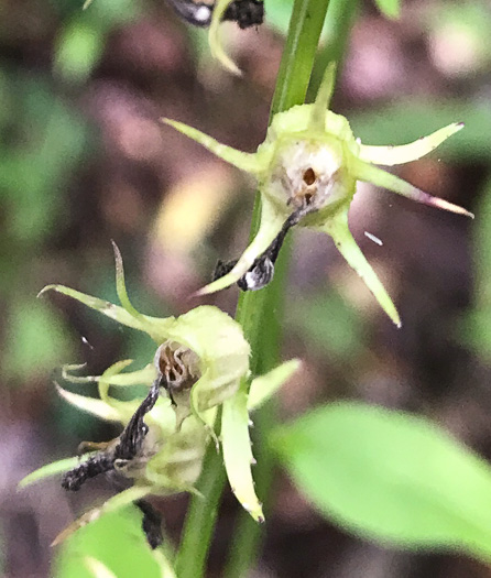 image of Lobelia amoena, Southern Lobelia