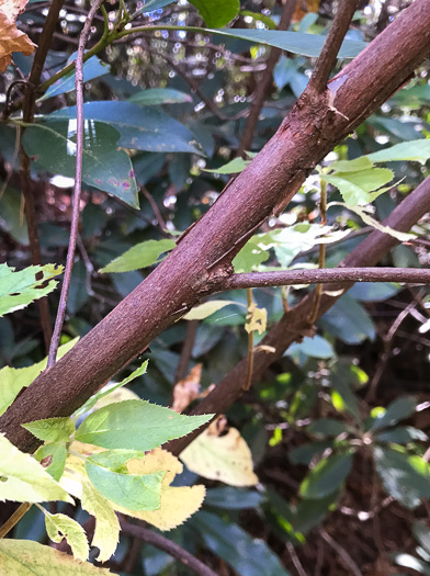 image of Clethra acuminata, Mountain Sweet-pepperbush, Cinnamonbark, Cinnamon Clethra, Mountain White-alder