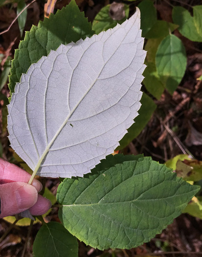 image of Hydrangea radiata, Snowy Hydrangea, Silverleaf Hydrangea