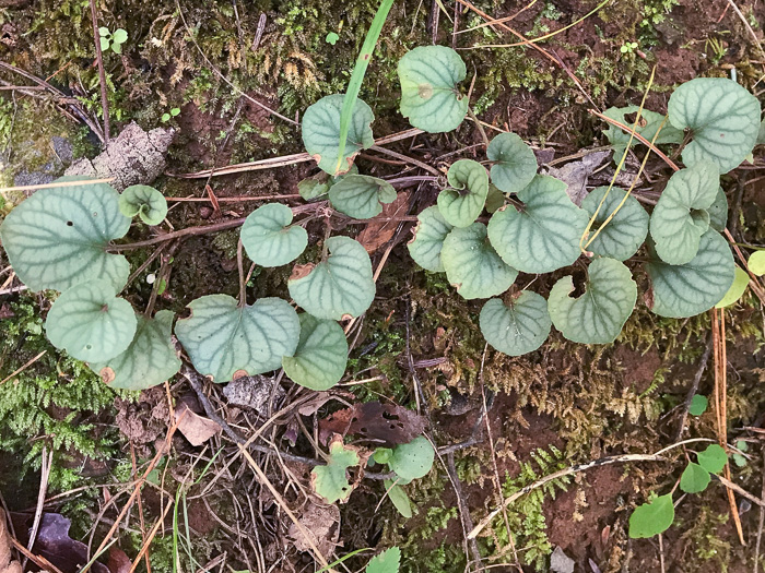 image of Viola walteri, Walter's Violet, Prostrate Blue Violet