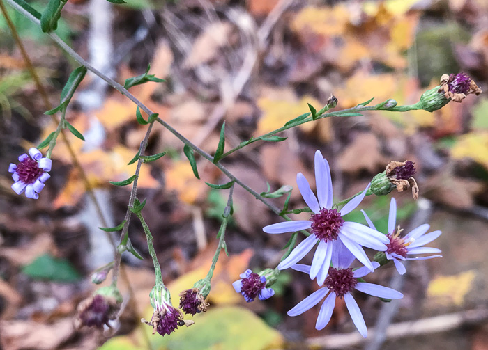 image of Symphyotrichum undulatum, Wavyleaf Aster