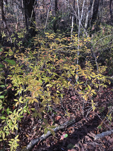 image of Forsythia intermedia, Border Forsythia, showy forsythia