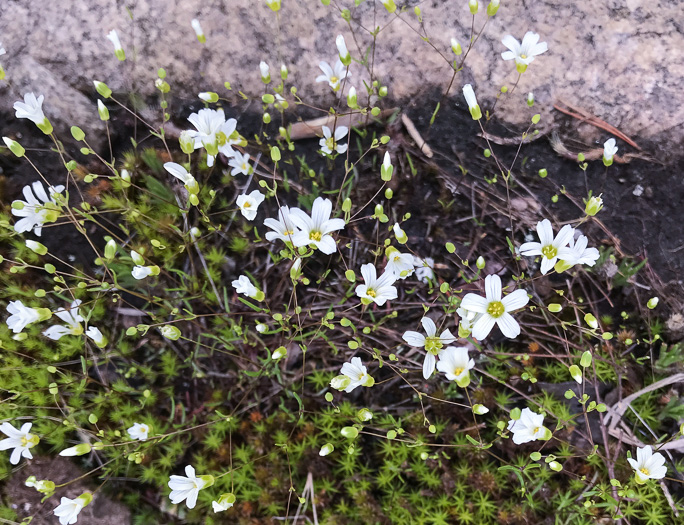 image of Geocarpon glabrum, Appalachian Sandwort