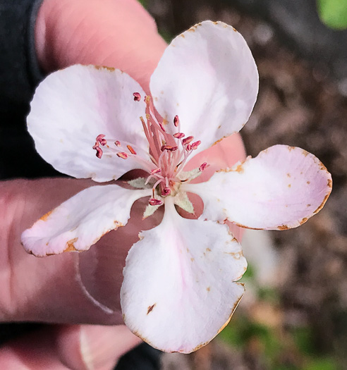 image of Malus angustifolia, Southern Crabapple, Wild Crabapple