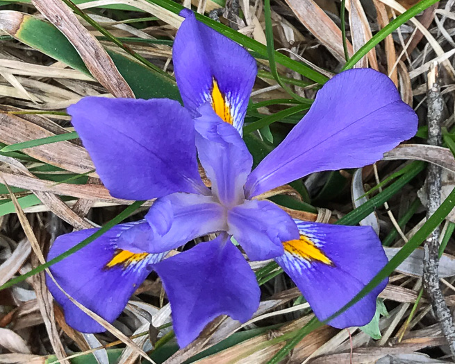 image of Iris verna var. smalliana, Upland Dwarf Iris, Upland Dwarf Violet Iris