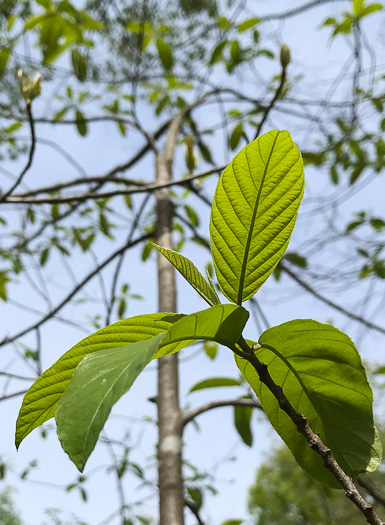 image of Frangula caroliniana, Carolina Buckthorn, Polecat-tree, Indian Currant, Indian-cherry