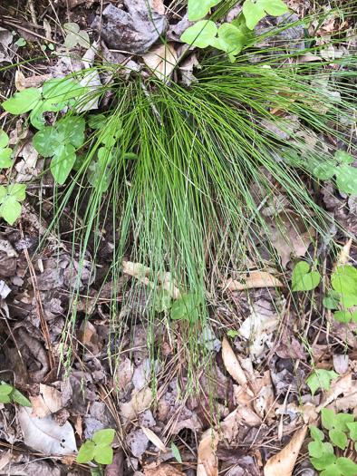 image of Carex albicans var. albicans, White-tinged Sedge, Architectural Sedge