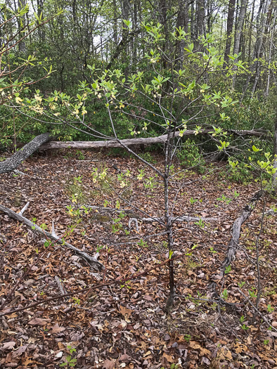 image of Symplocos tinctoria, Horsesugar, Sweetleaf, Dyebush